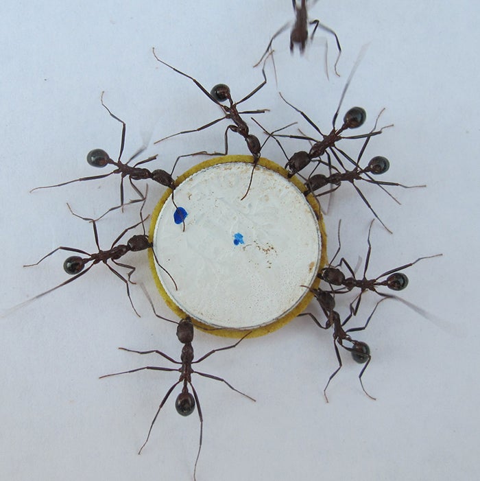 Teamwork by ants and robots